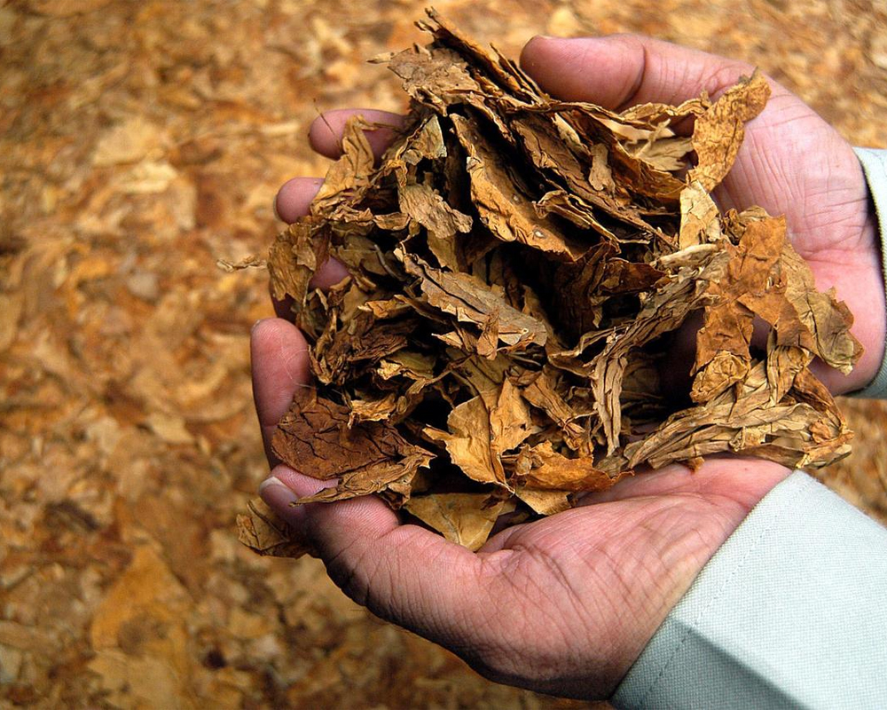 Premium Tobacco Leaves